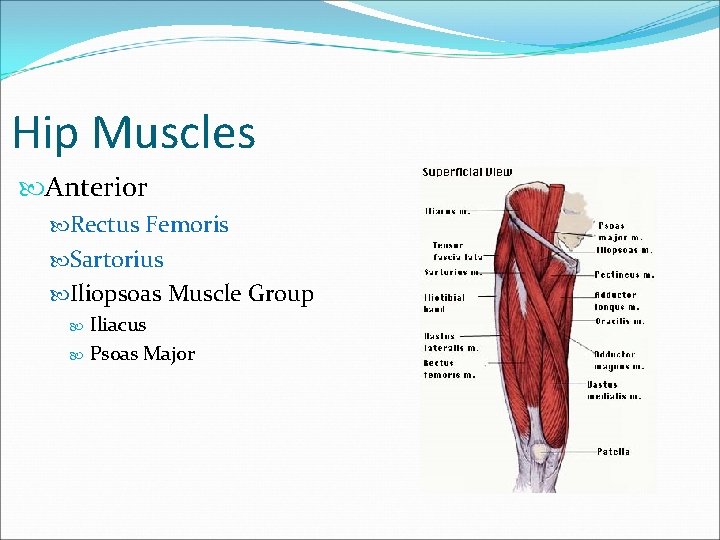 Hip Muscles Anterior Rectus Femoris Sartorius Iliopsoas Muscle Group Iliacus Psoas Major 