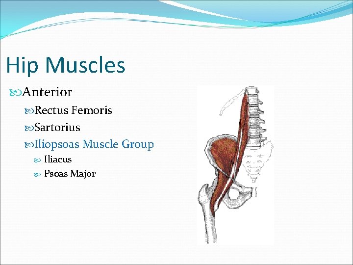 Hip Muscles Anterior Rectus Femoris Sartorius Iliopsoas Muscle Group Iliacus Psoas Major 