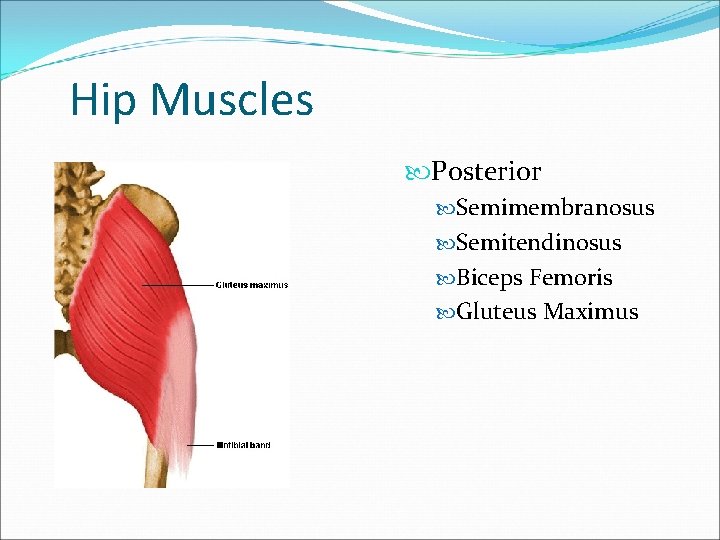 Hip Muscles Posterior Semimembranosus Semitendinosus Biceps Femoris Gluteus Maximus 