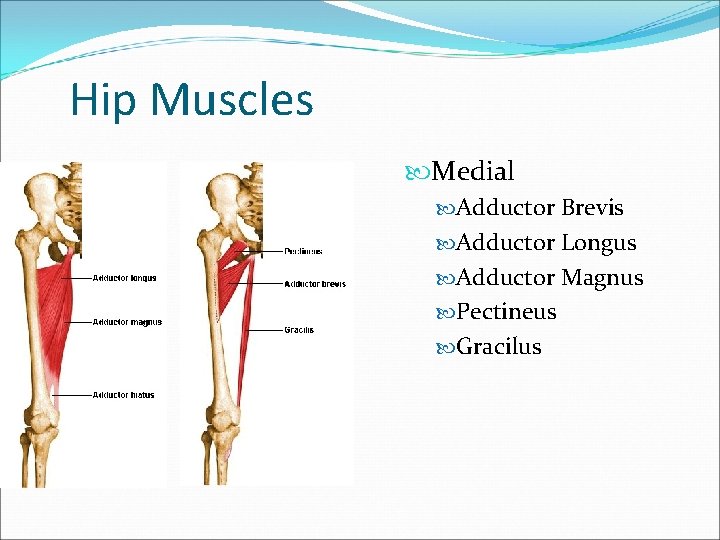 Hip Muscles Medial Adductor Brevis Adductor Longus Adductor Magnus Pectineus Gracilus 