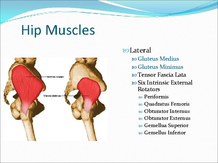 Hip Muscles Lateral Gluteus Medius Gluteus Minimus Tensor Fascia Lata Six Intrinsic External Rotators