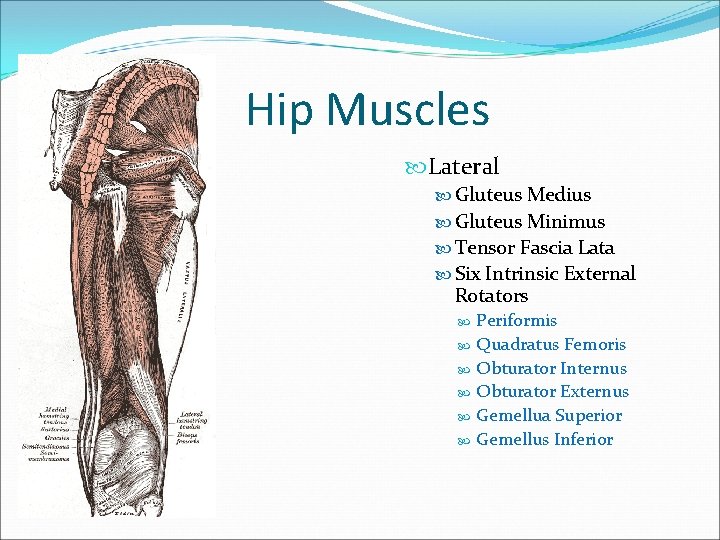 Hip Muscles Lateral Gluteus Medius Gluteus Minimus Tensor Fascia Lata Six Intrinsic External Rotators