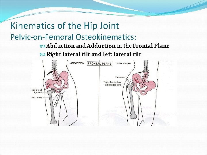 Kinematics of the Hip Joint Pelvic-on-Femoral Osteokinematics: Abduction and Adduction in the Frontal Plane