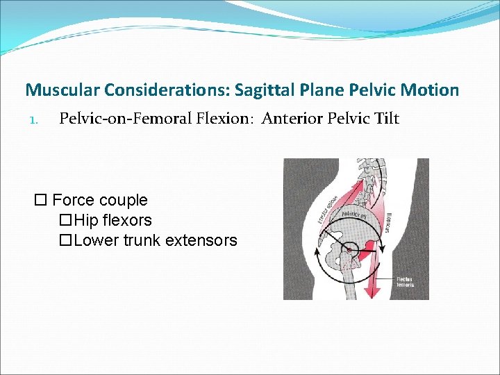 Muscular Considerations: Sagittal Plane Pelvic Motion 1. Pelvic-on-Femoral Flexion: Anterior Pelvic Tilt o Force