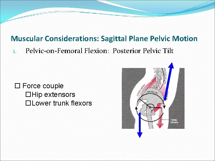 Muscular Considerations: Sagittal Plane Pelvic Motion 1. Pelvic-on-Femoral Flexion: Posterior Pelvic Tilt o Force