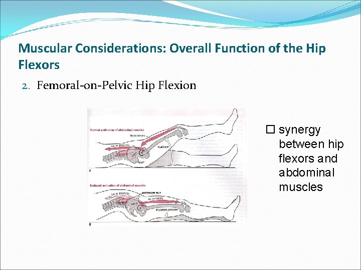 Muscular Considerations: Overall Function of the Hip Flexors 2. Femoral-on-Pelvic Hip Flexion o synergy