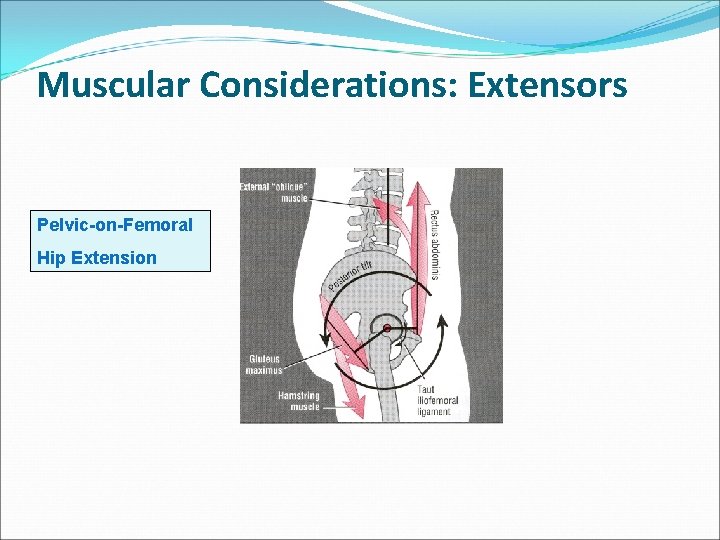 Muscular Considerations: Extensors Pelvic-on-Femoral Hip Extension 