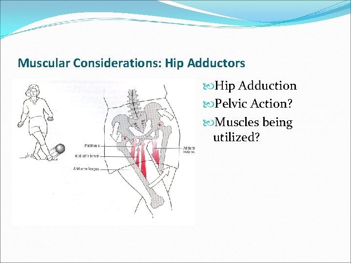 Muscular Considerations: Hip Adductors Hip Adduction Pelvic Action? Muscles being utilized? 