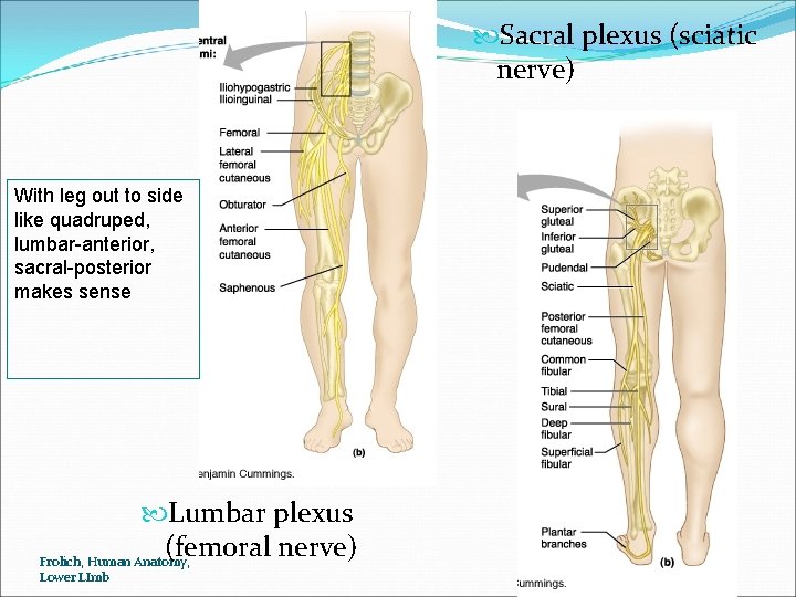  Sacral plexus (sciatic nerve) With leg out to side like quadruped, lumbar-anterior, sacral-posterior