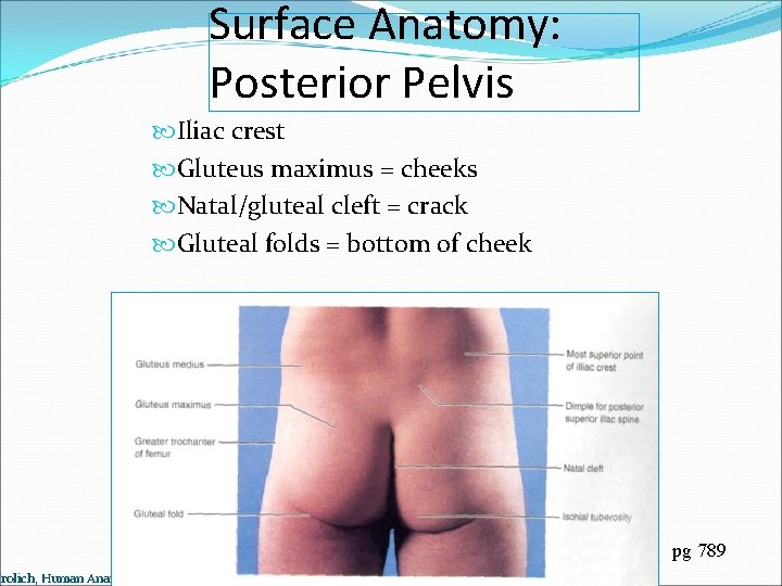 Surface Anatomy: Posterior Pelvis Iliac crest Gluteus maximus = cheeks Natal/gluteal cleft = crack