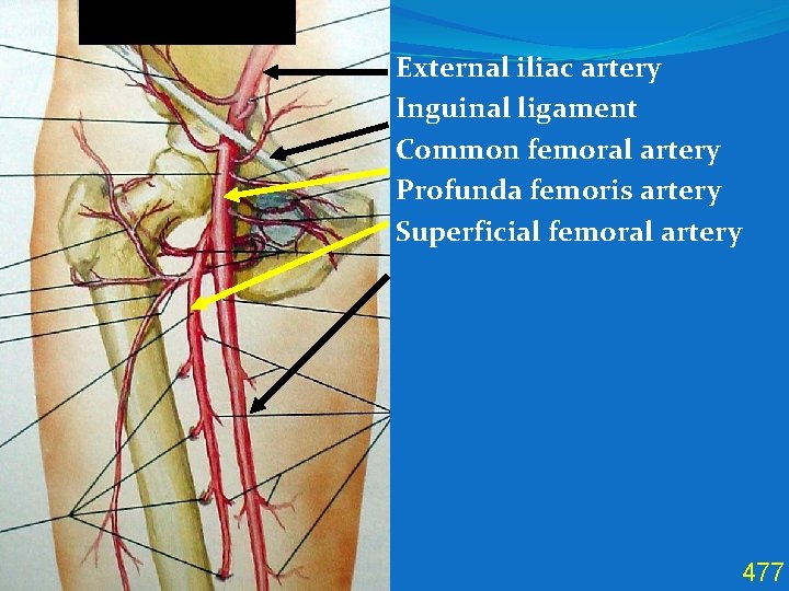 Anterior Thigh External iliac artery Inguinal ligament Common femoral artery Profunda femoris artery Superficial