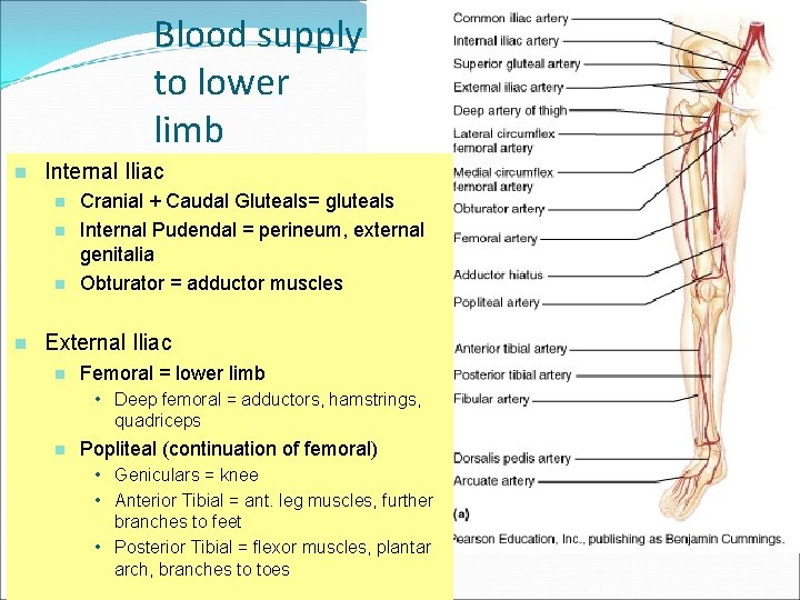 Blood supply to lower limb n Internal Iliac n n Cranial + Caudal Gluteals=