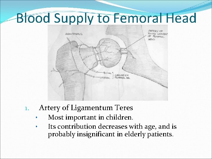 Blood Supply to Femoral Head Artery of Ligamentum Teres 1. • • Most important