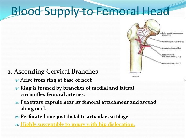 Blood Supply to Femoral Head 2. Ascending Cervical Branches Arise from ring at base
