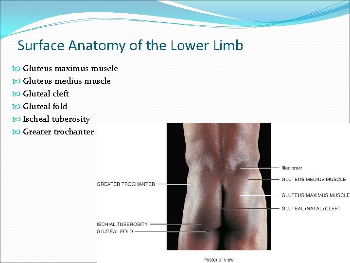 Surface Anatomy of the Lower Limb Gluteus maximus muscle Gluteus medius muscle Gluteal cleft