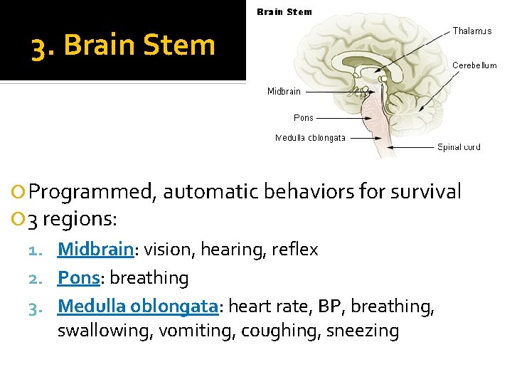 3. Brain Stem Programmed, automatic behaviors for survival 3 regions: 1. Midbrain: vision, hearing,