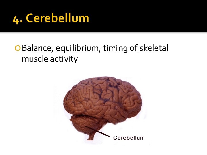 4. Cerebellum Balance, equilibrium, timing of skeletal muscle activity 