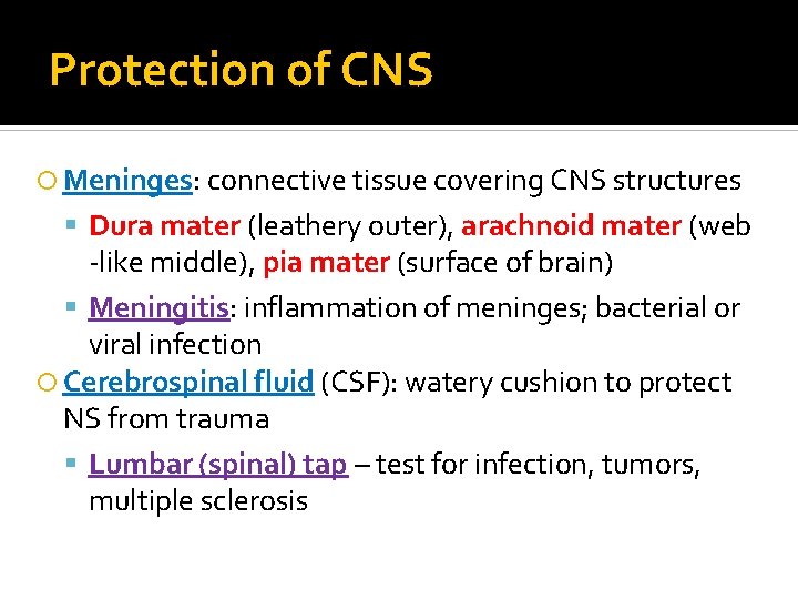 Protection of CNS Meninges: connective tissue covering CNS structures Dura mater (leathery outer), arachnoid