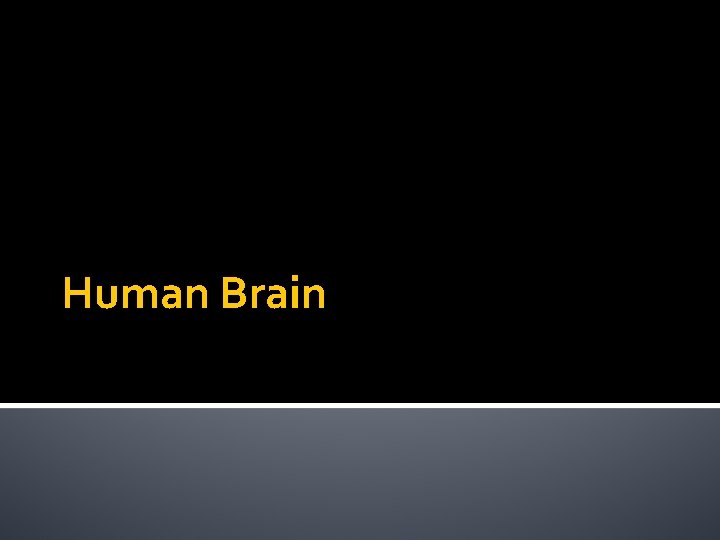 Human Brain 