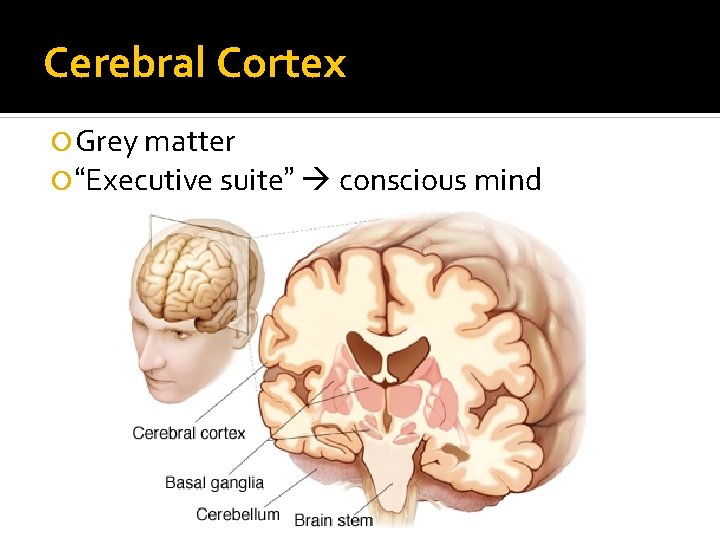 Cerebral Cortex Grey matter “Executive suite” conscious mind 