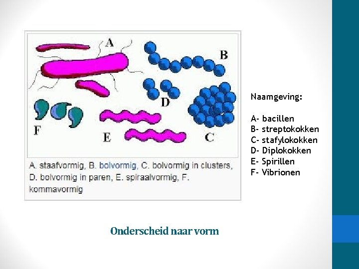 Naamgeving: A- bacillen B- streptokokken C- stafylokokken D- Diplokokken E- Spirillen F- Vibrionen Onderscheid