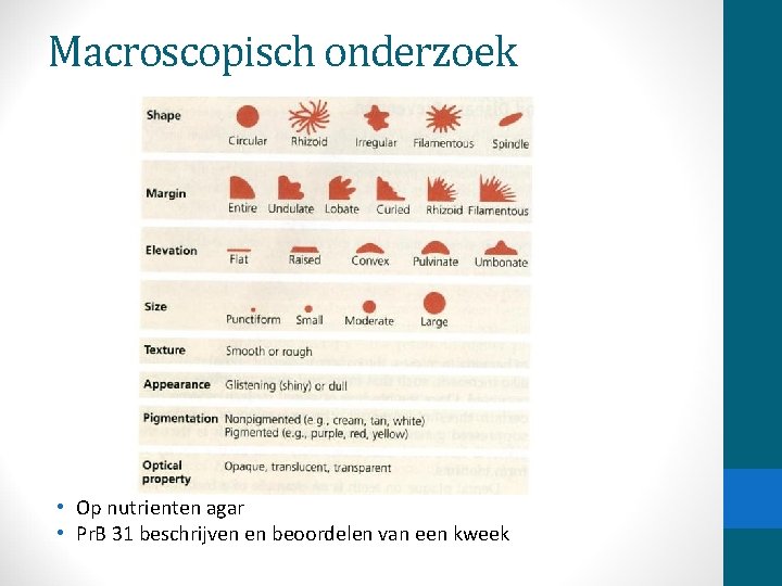 Macroscopisch onderzoek • Op nutrienten agar • Pr. B 31 beschrijven en beoordelen van
