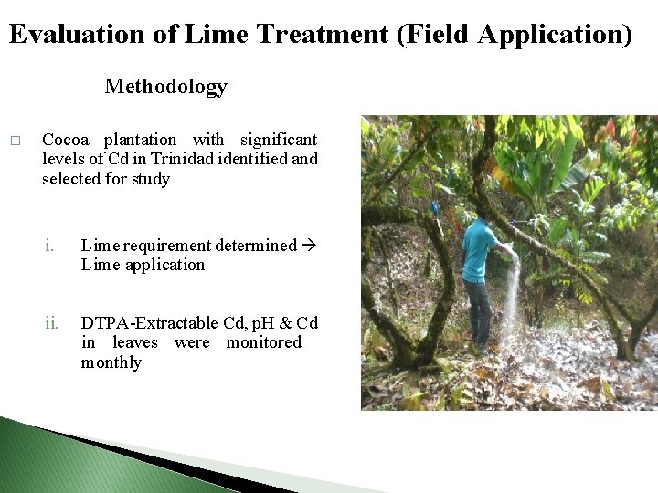 Evaluation of Lime Treatment (Field Application) Methodology � Cocoa plantation with significant levels of