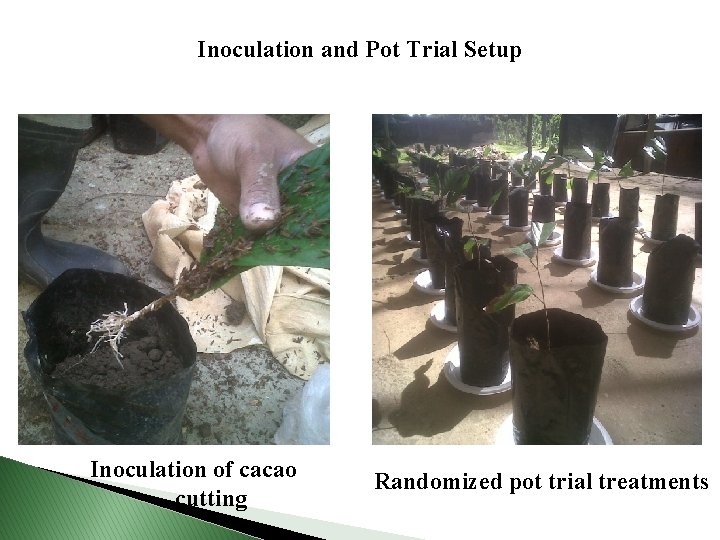 Inoculation and Pot Trial Setup Inoculation of cacao cutting Randomized pot trial treatments 