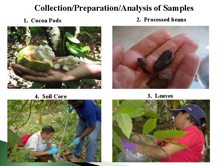 Collection/Preparation/Analysis of Samples 1. Cocoa Pods 4. Soil Core 2. Processed beans 3. Leaves
