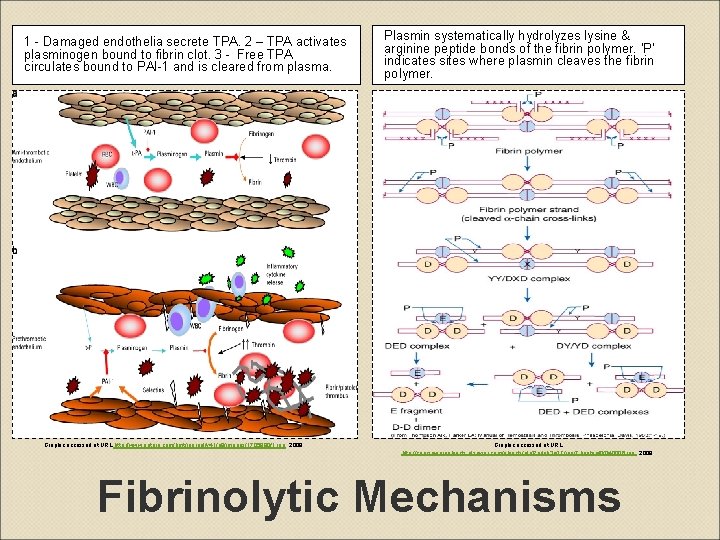 1 - Damaged endothelia secrete TPA. 2 – TPA activates plasminogen bound to fibrin