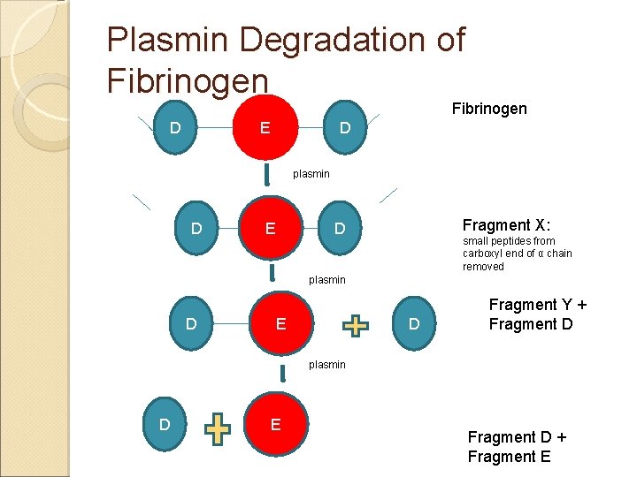 Plasmin Degradation of Fibrinogen E D D plasmin D Fragment X: D E small