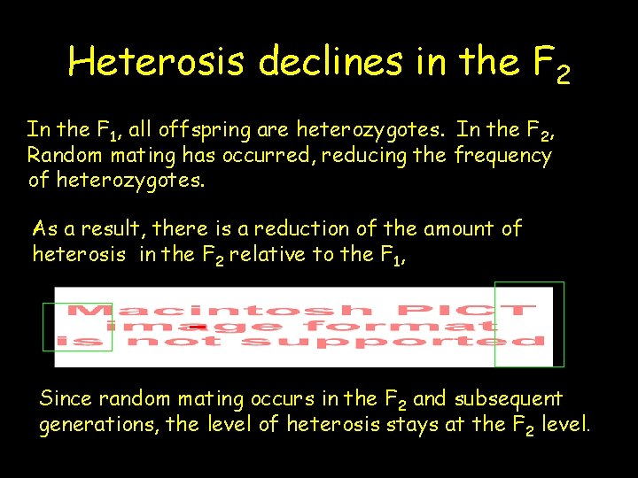 Heterosis declines in the F 2 In the F 1, all offspring are heterozygotes.