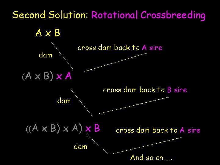 Second Solution: Rotational Crossbreeding Ax. B cross dam back to A sire dam (A