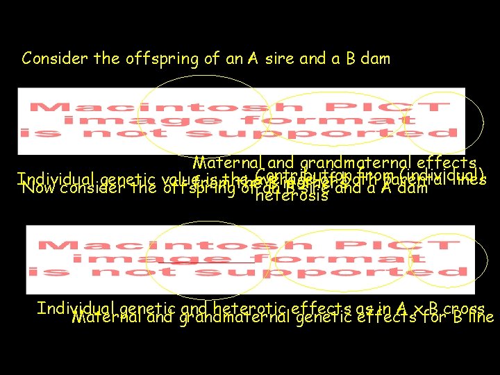 Consider the offspring of an A sire and a B dam Maternal and grandmaternal