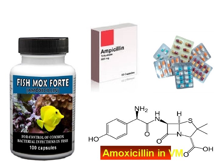 Amoxicillin in VM 