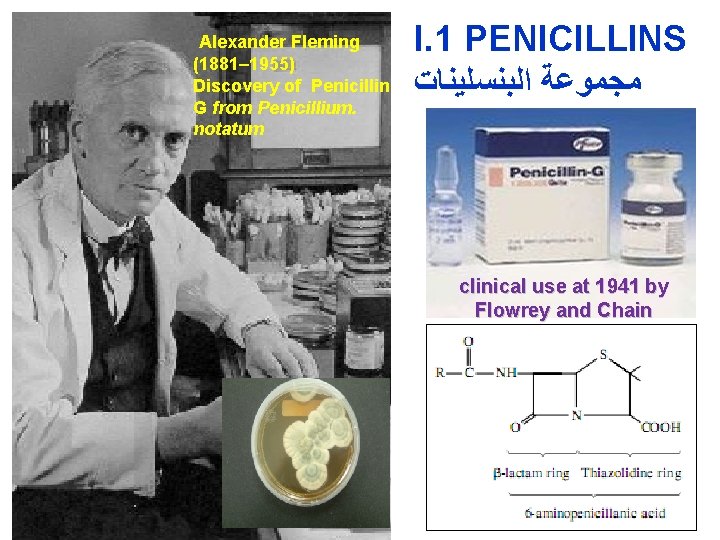  Alexander Fleming (1881– 1955) Discovery of Penicillin G from Penicillium. notatum I. 1