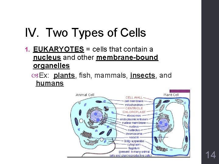 IV. Two Types of Cells 1. EUKARYOTES = cells that contain a nucleus and