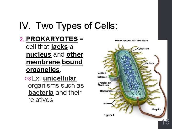 IV. Two Types of Cells: 2. PROKARYOTES = cell that lacks a nucleus and