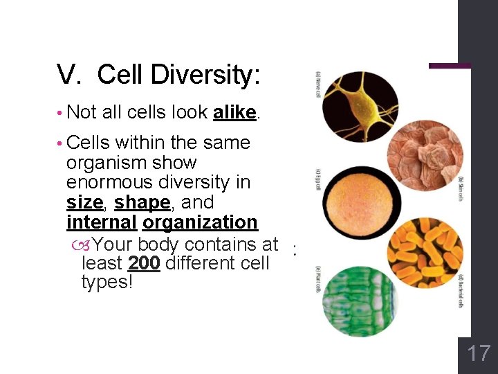 V. Cell Diversity: • Not all cells look alike. • Cells within the same