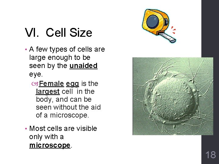 VI. Cell Size • A few types of cells are large enough to be
