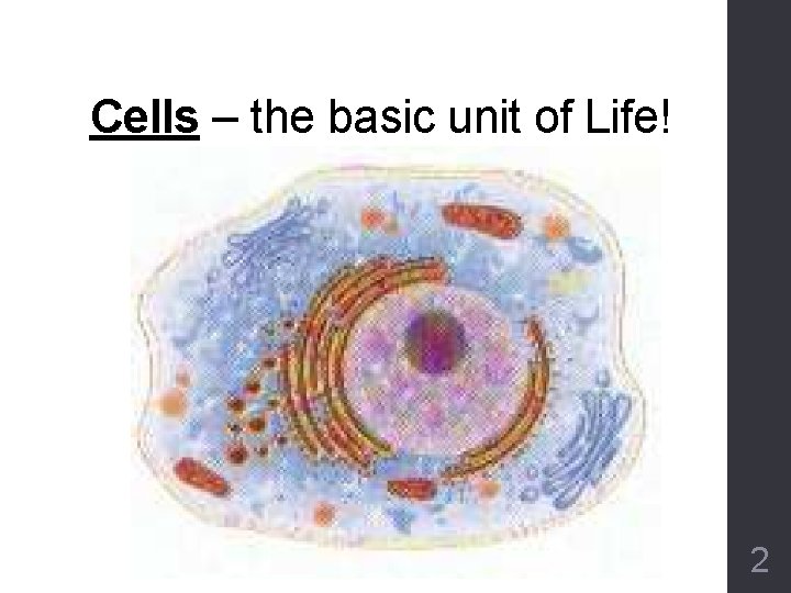 Cells – the basic unit of Life! 2 