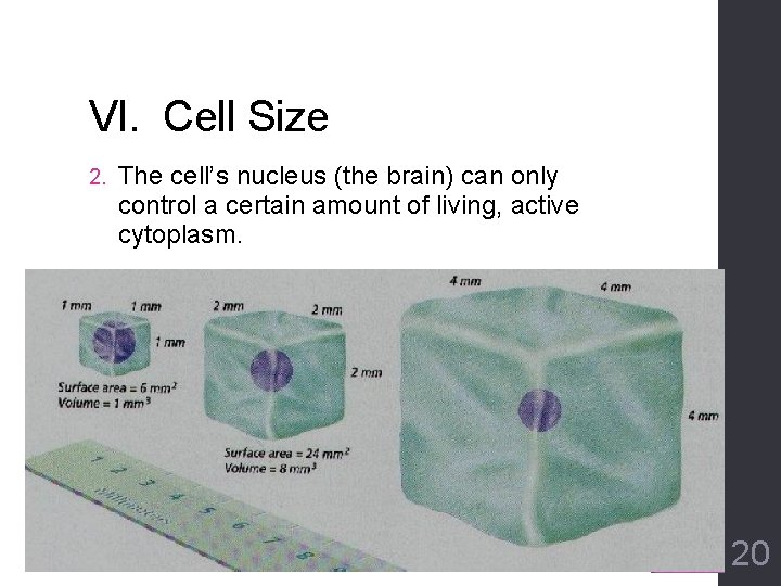 VI. Cell Size 2. The cell’s nucleus (the brain) can only control a certain