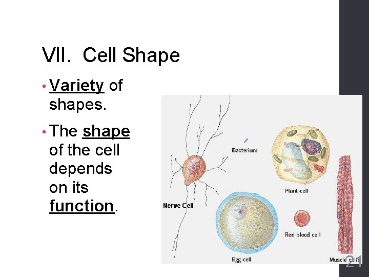 VII. Cell Shape • Variety of shapes. • The shape of the cell depends