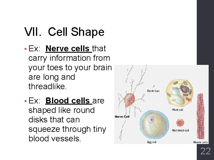 VII. Cell Shape • Ex: Nerve cells that carry information from your toes to