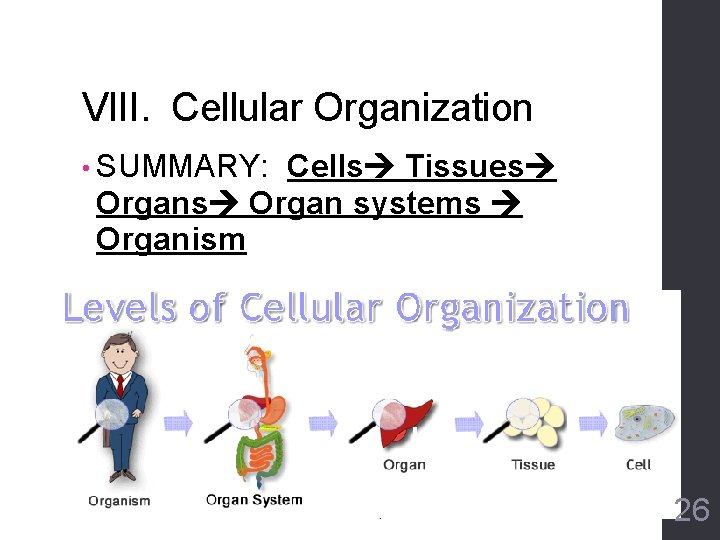 VIII. Cellular Organization • SUMMARY: Cells Tissues Organ systems Organism 26 