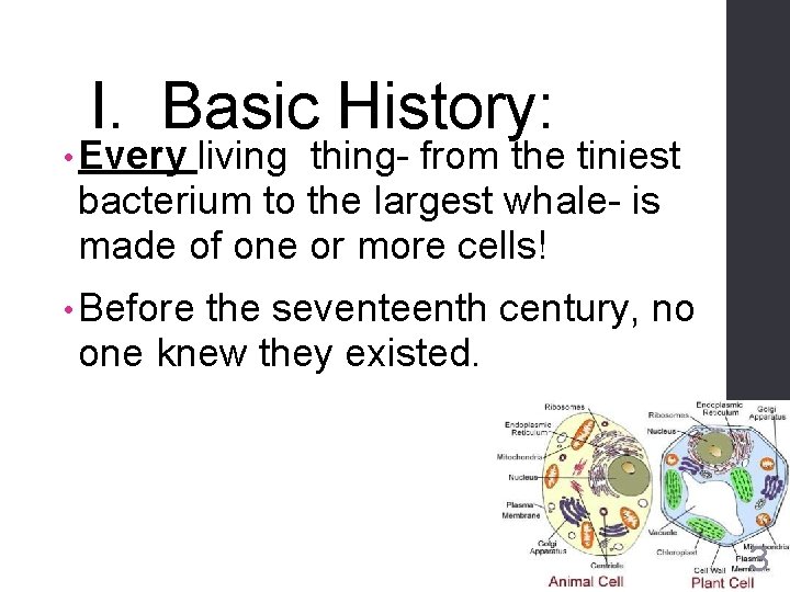 I. Basic History: • Every living thing- from the tiniest bacterium to the largest