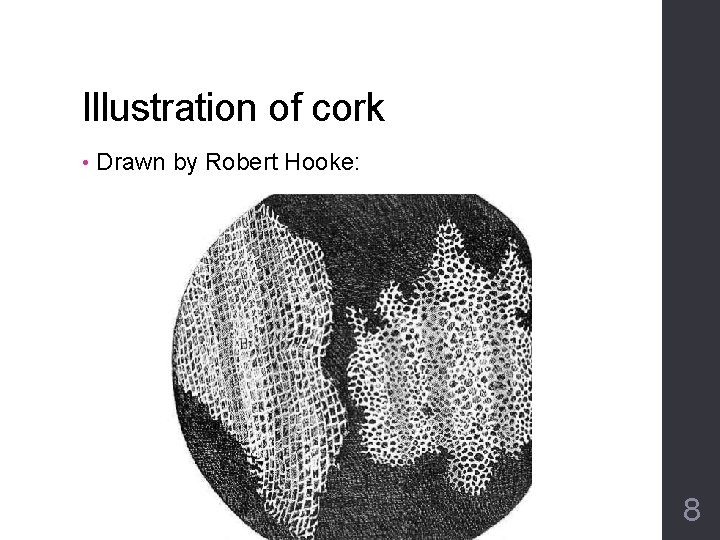 Illustration of cork • Drawn by Robert Hooke: 8 
