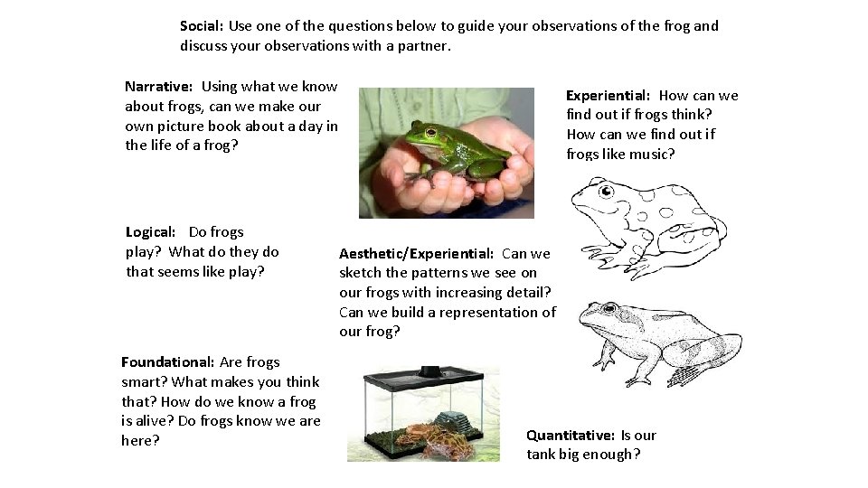 Social: Use one of the questions below to guide your observations of the frog