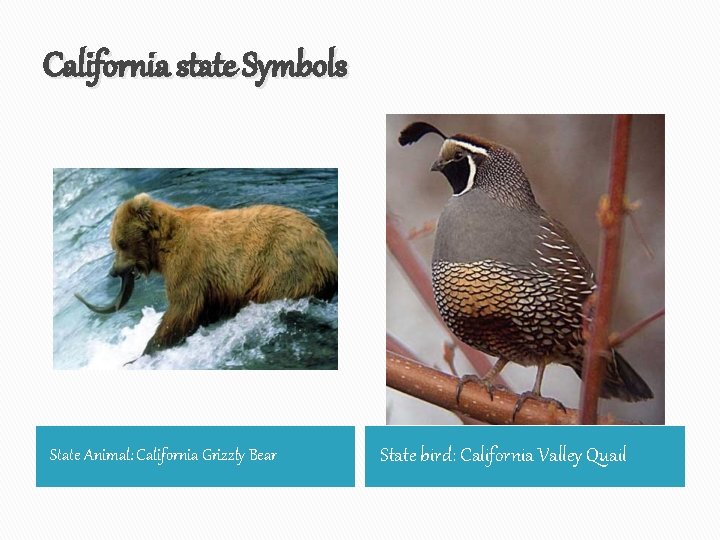 California state Symbols State Animal: California Grizzly Bear State bird: California Valley Quail 