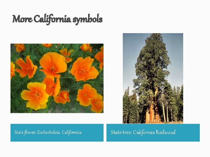 More California symbols State flower: Eschscholzia Californica State tree: California Redwood 